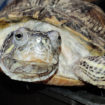 Красноухая черепаха Маруся